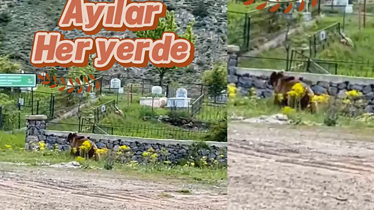 Gümüşhane’de ayılar her yerde #haberi, #haberleri, #Gümüşhane #haber
