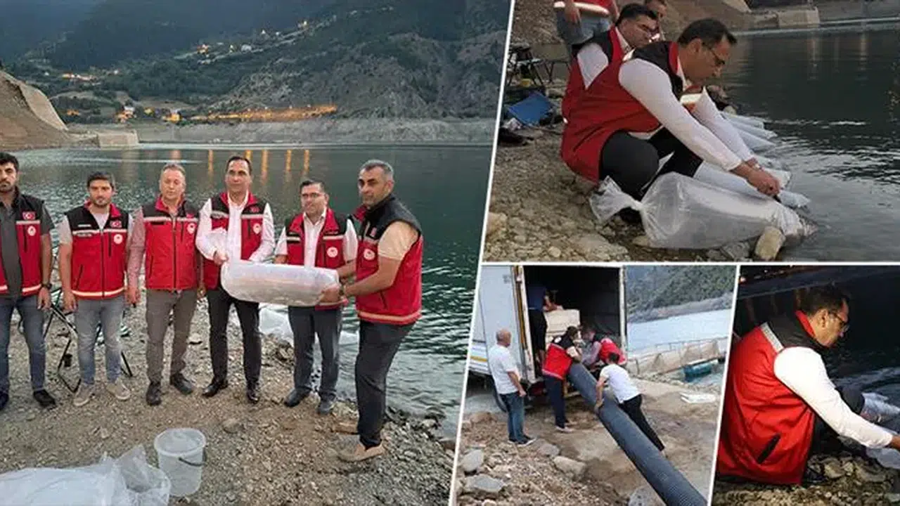 Gümüşhane’de Baraj ve Göletlere 725 Bin Sazan Yavrusu Bırakıldı #haberi, #haberleri, #Gümüşhane #haber