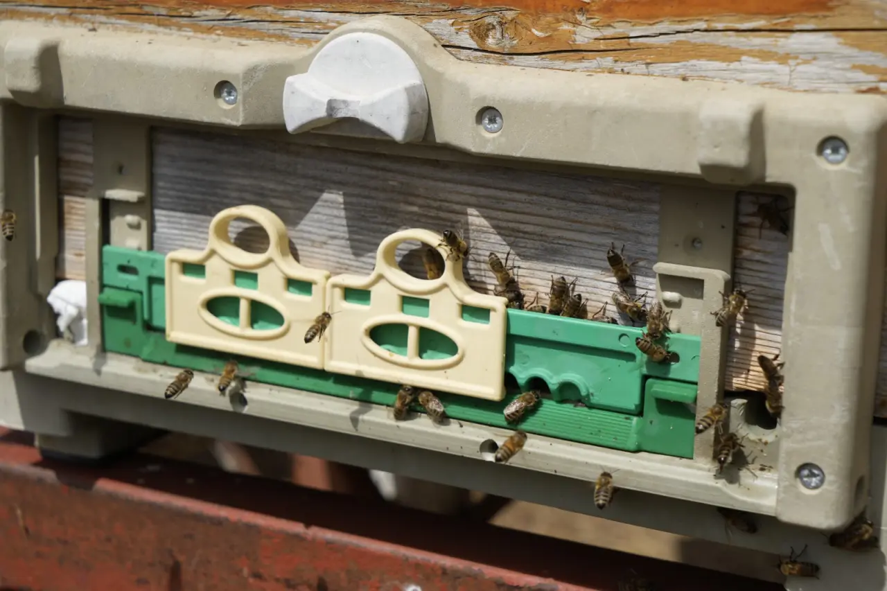 Gümüşhane’de bal rekoltesi arıcıların yüzünü güldürdü #haberi, #haberleri, #Gümüşhane #haber