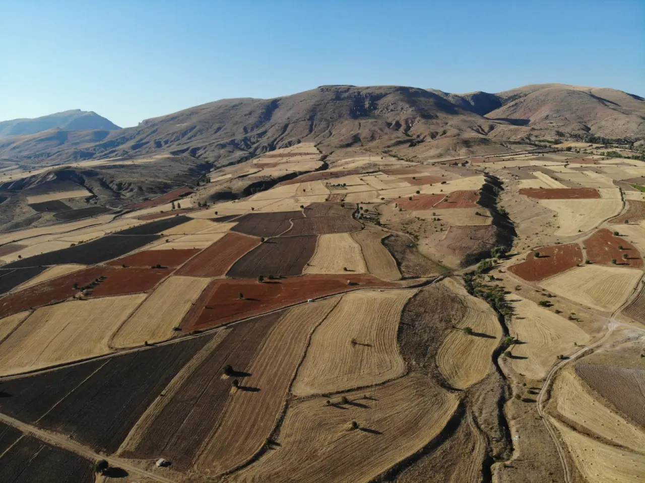 Gümüşhane’de karabuğday hasadı başladı #haberi, #haberleri, #Gümüşhane #haber