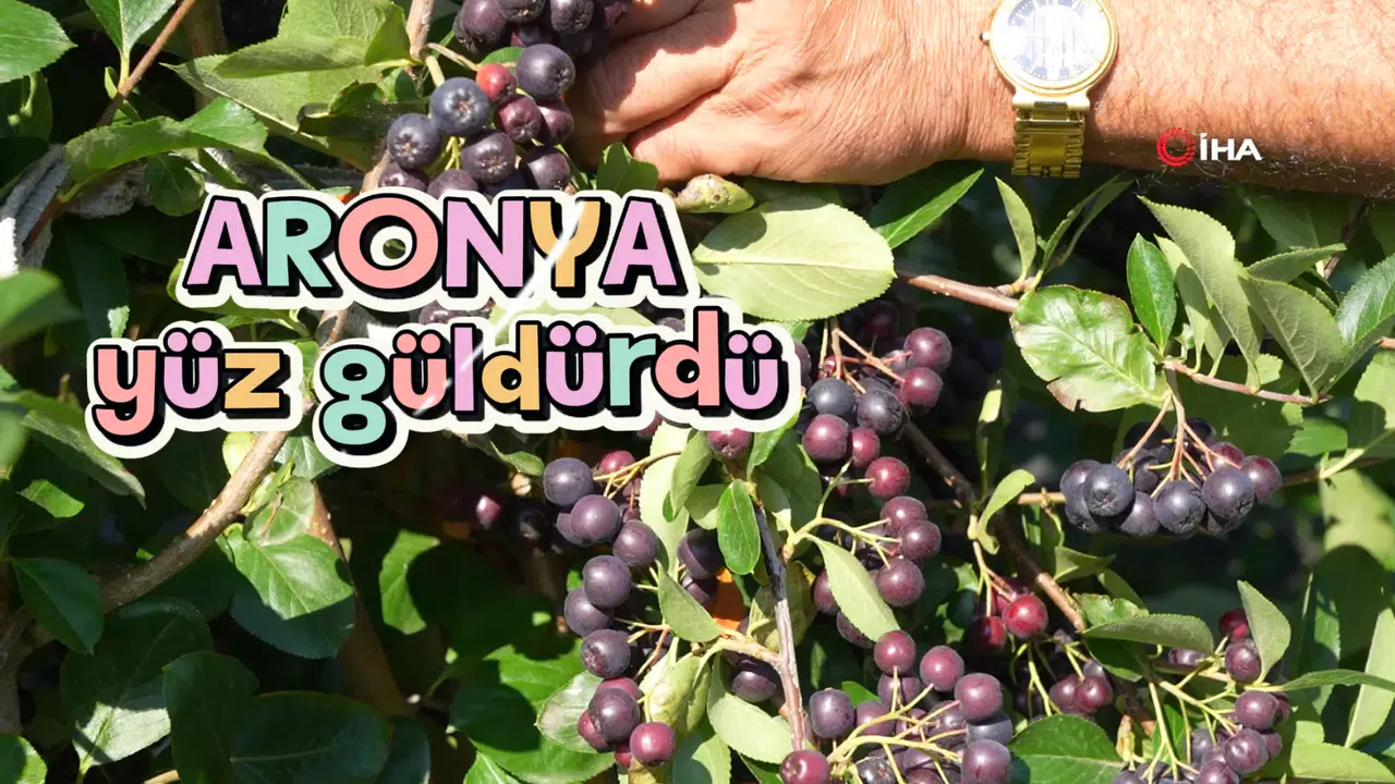 Gümüşhane’de ‘süper meyve’ aronya yüzleri güldürdü #haberi, #haberleri, #Gümüşhane #haber