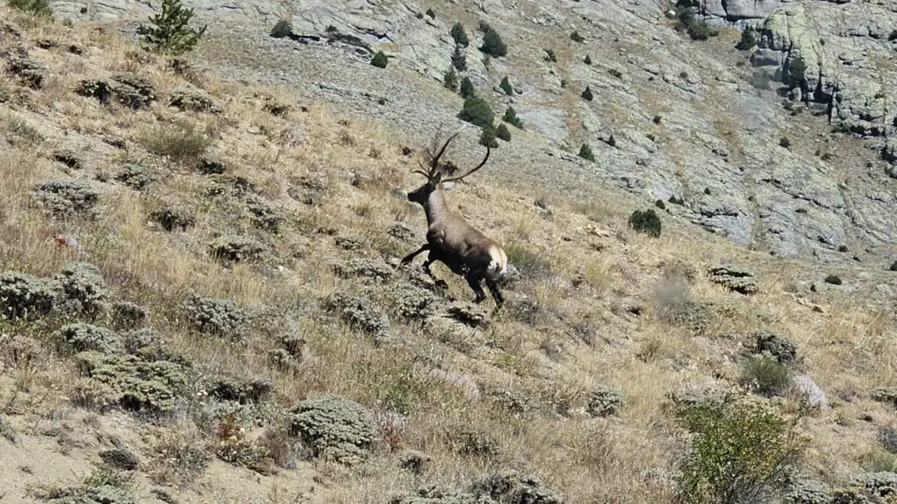 Kızıl Geyikler 40 Kilometre Ötede Görüntülendi! #haberi, #haberleri, #Gümüşhane #haber