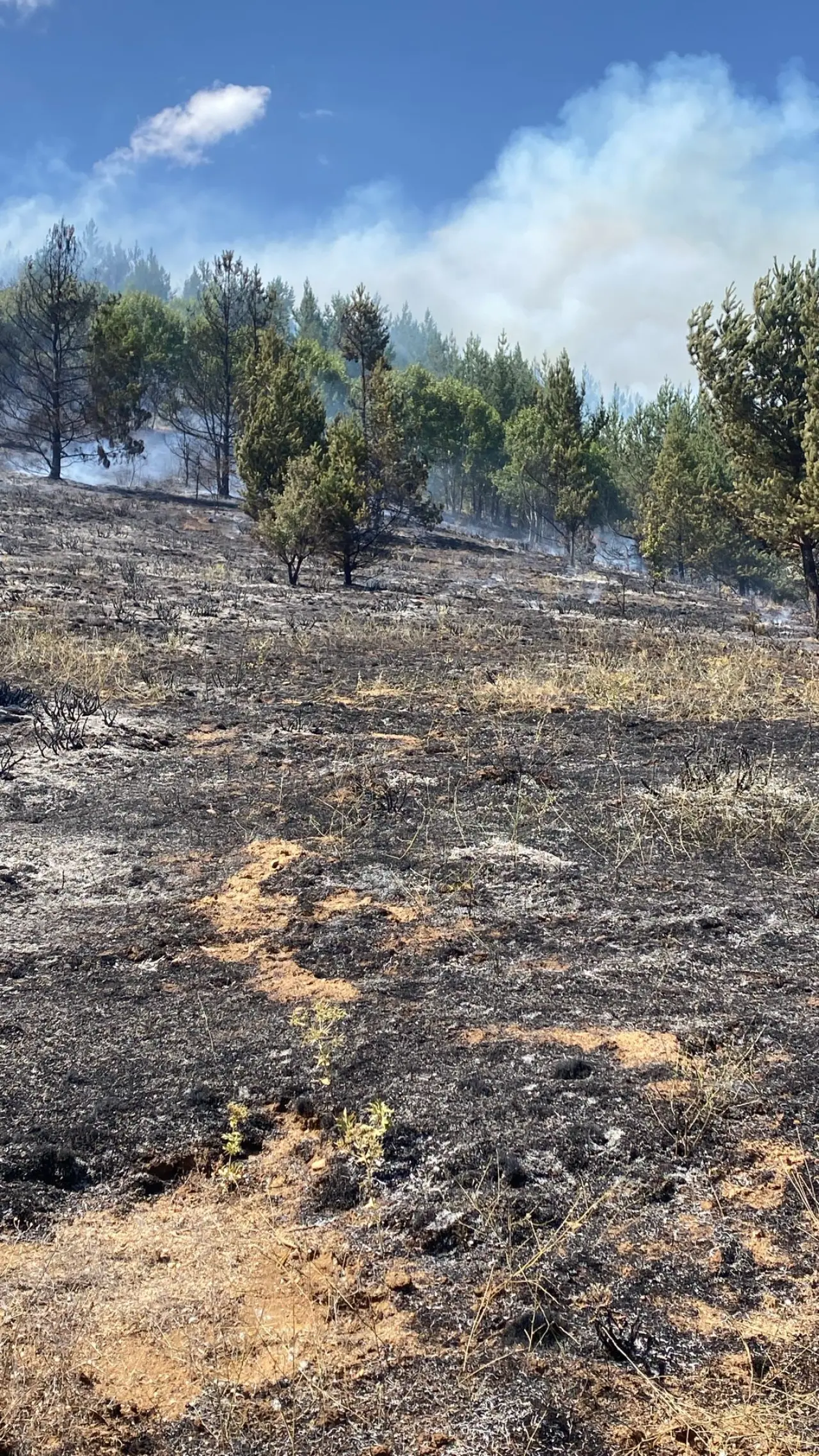 1 Hektarlık Alan Zarar Gördü #haberi, #haberleri, #Gümüşhane #haber