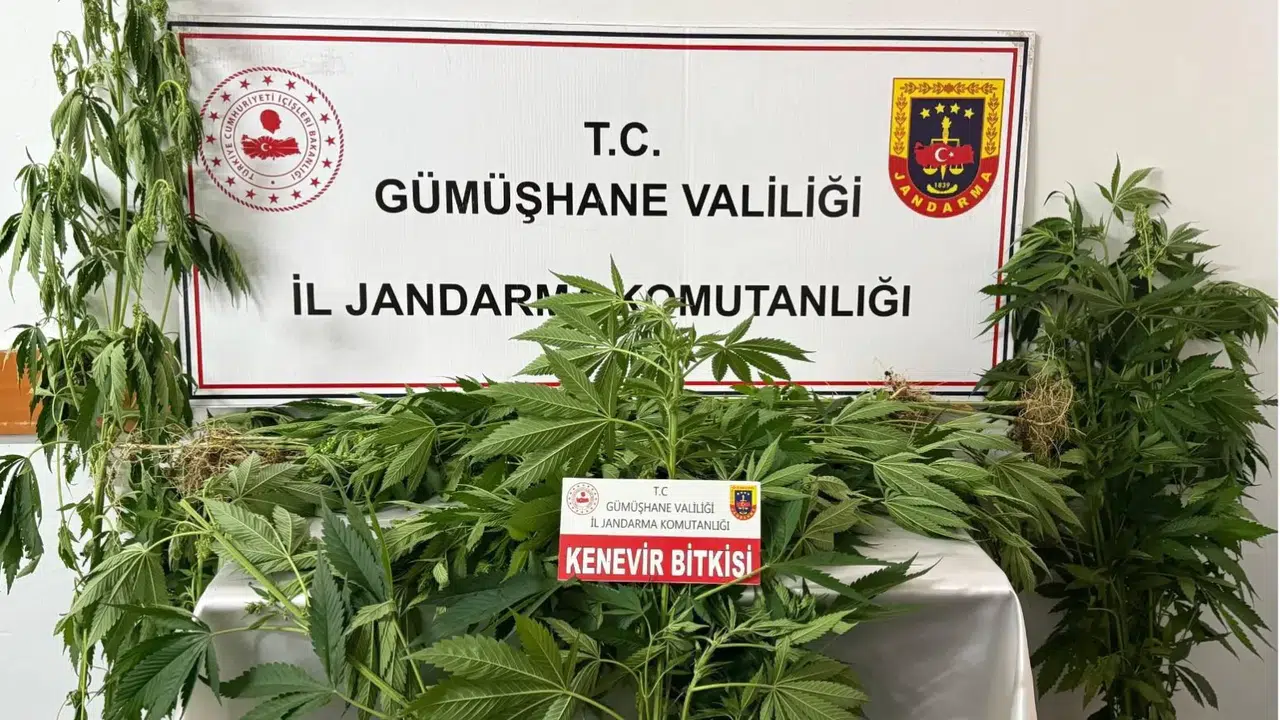 61 kök ele geçirildi #haberi, #haberleri, #Gümüşhane #haber