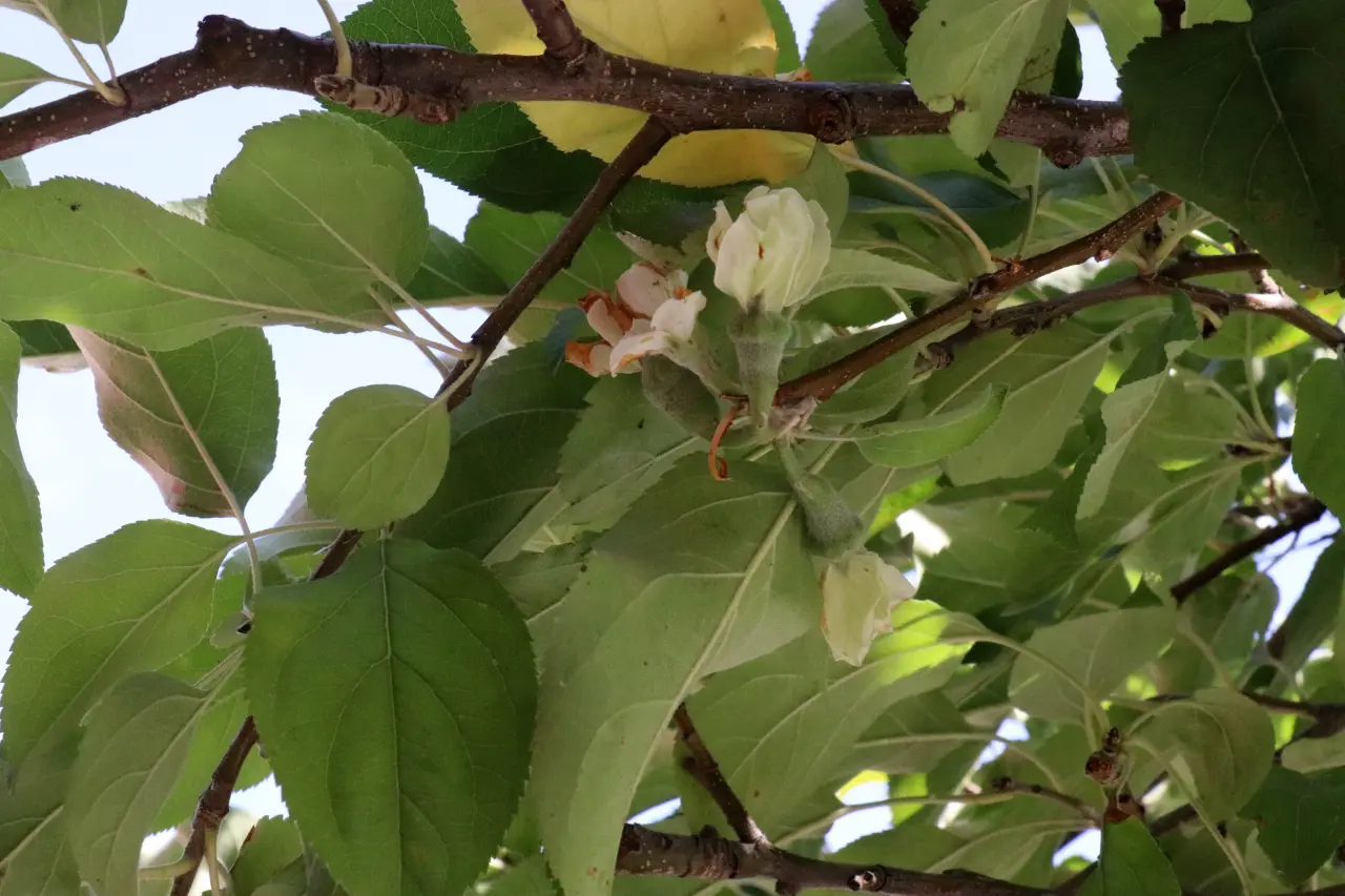 Gümüşhane’de mevsimi şaşıran elma ağacı çiçek açtı #haberi, #haberleri, #Gümüşhane #haber