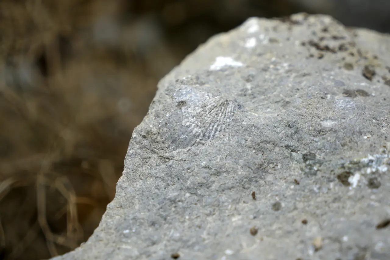 Gümüşhane’de milyonlarca yıllık deniz fosili yatağı #haberi, #haberleri, #Gümüşhane #haber