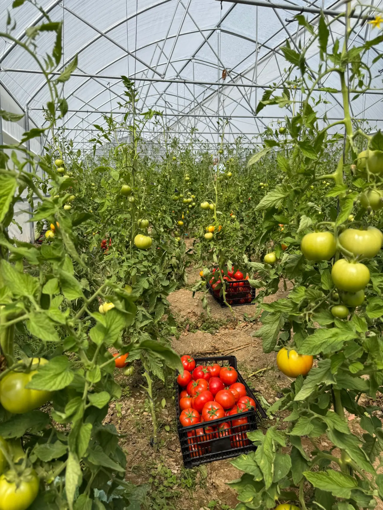 Gümüşhane’de seralarda Gönüllü Hasat yapıldı #haberi, #haberleri, #Gümüşhane #haber