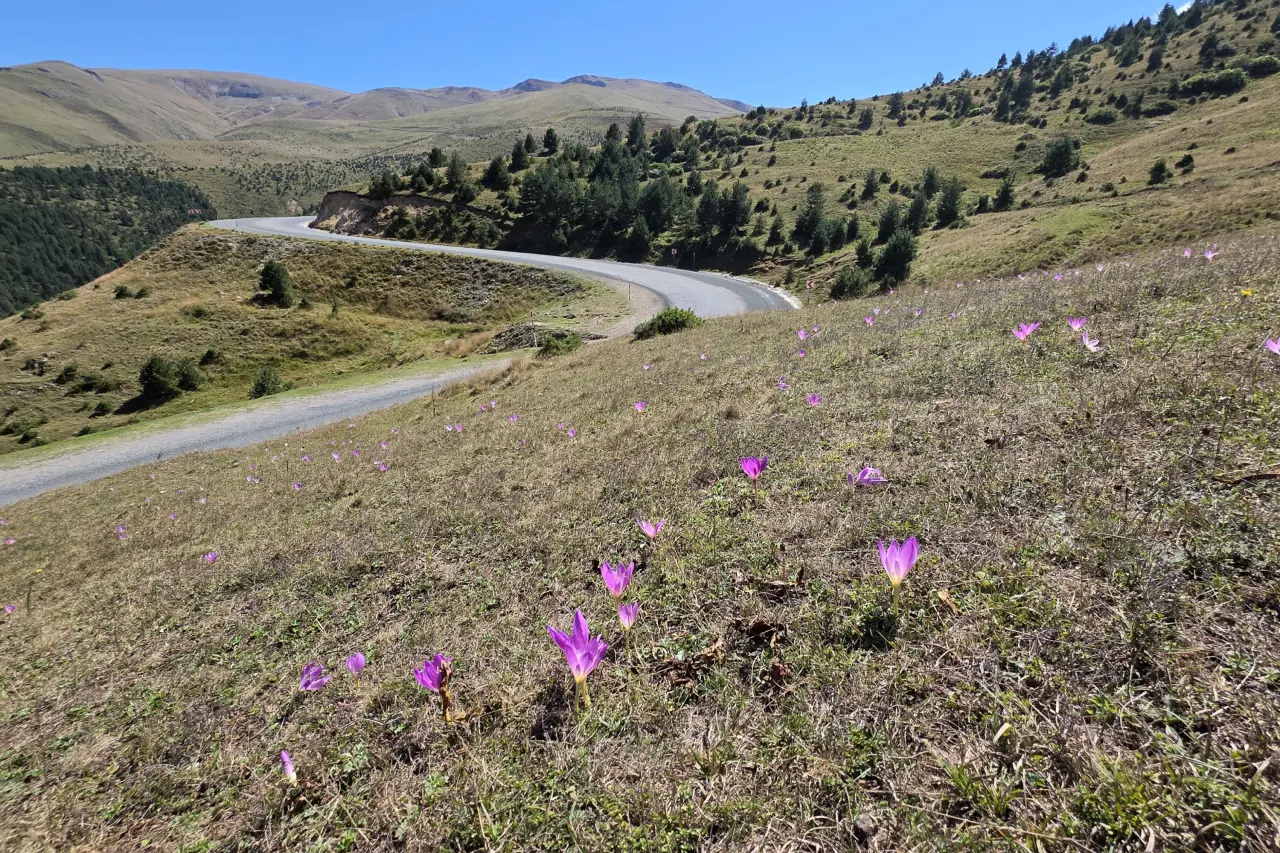 Gümüşhane’de yaylacıların doğal uyarıcısı ‘Vargit’ler yüzünü gösterdi #haberi, #haberleri, #Gümüşhane #haber
