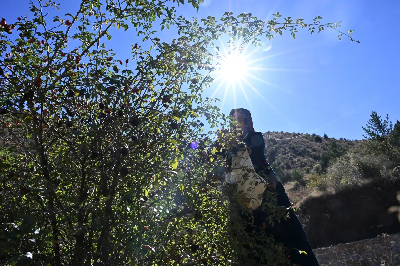 Gümüşhane’nin Dikenli Gülü kuşburnu, zahmetli yolculukla sofraya geliyor