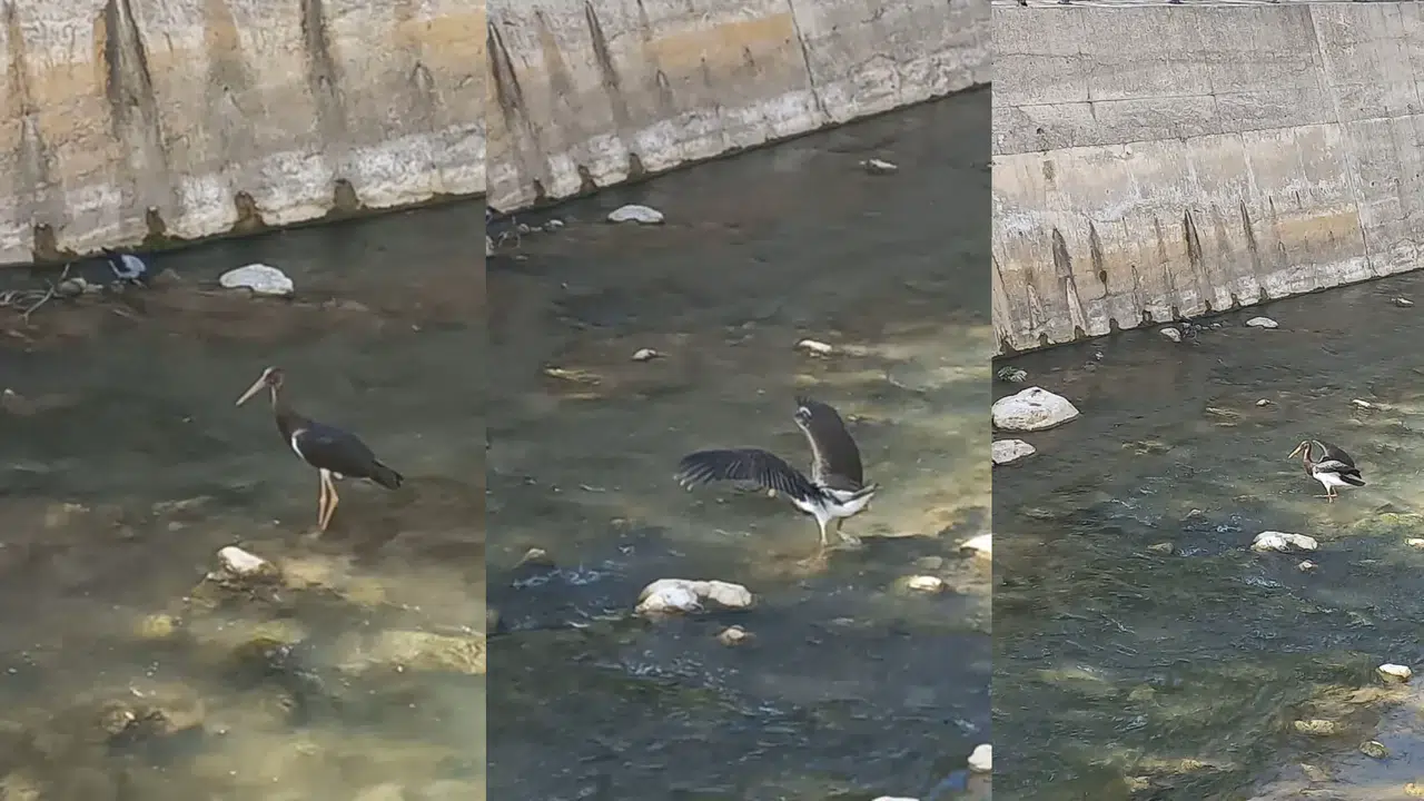 Harşit Çayı’nda Kara Leylek görüntülendi