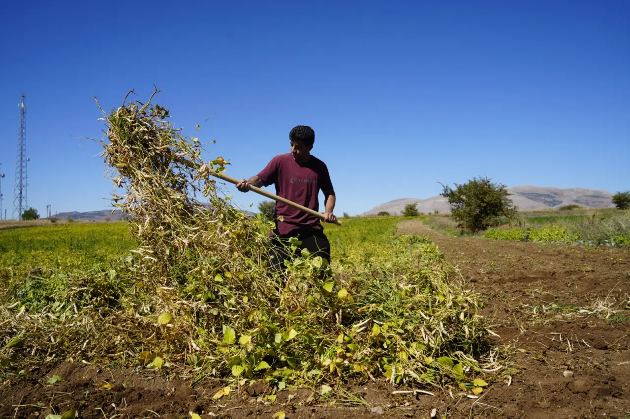 Kelkit’in coğrafi işaretli şeker fasulyesinin hasadı başladı #haberi, #haberleri, #Gümüşhane #haber