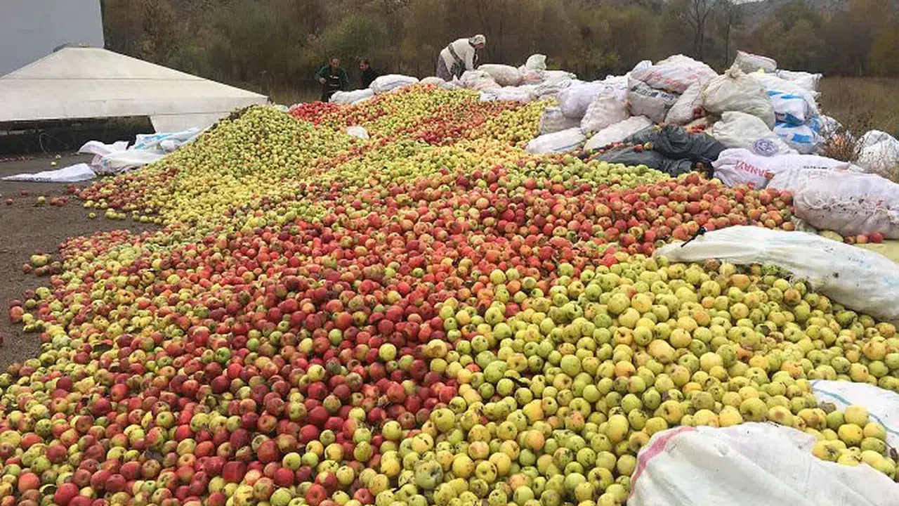 Gümüşsu kuşburnu, döküntü elma ve alıç alımına devam ediyor