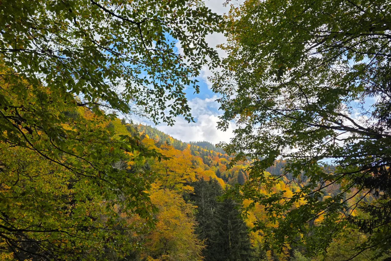 Örümcek Ormanları’nda Sonbahar Büyüsü: Görenleri Hayran Bırakıyor!