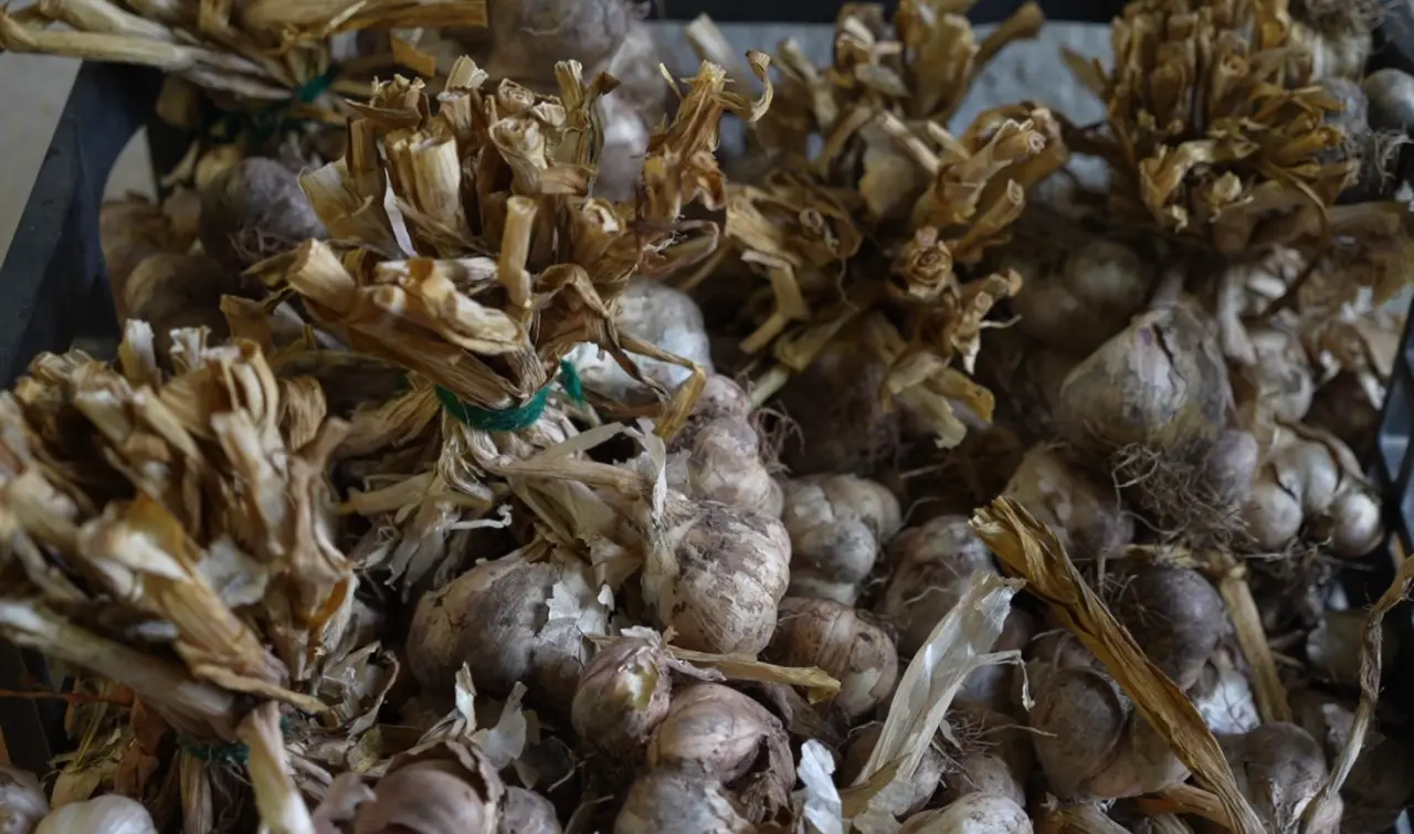 Silve Sarımsağı nda tescil için ilk adım atıldı