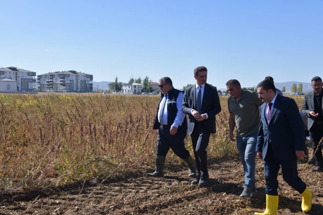 Vali Baruş, Kelkit’te traktörle fasulye hasadı yaptı