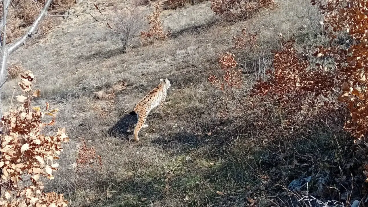 Gümüşhane’de vaşak sürprizi: Tavukların peşine düştü