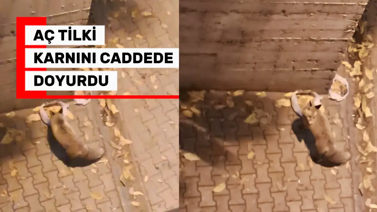 Tilki şehrin göbeğinde karnını doyurdu!