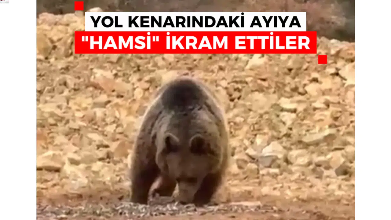 Yol kenarındaki ayıya ‘Hamsi Ziyafeti’ verdiler