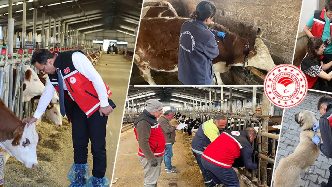 Gümüşhane’de hayvanlara yönelik 241 bin 536 koruyucu aşı uygulaması yapıldı