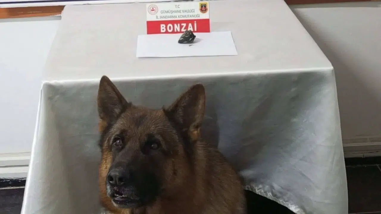 Trabzon-Gümüşhane hattında bonzai operasyonu