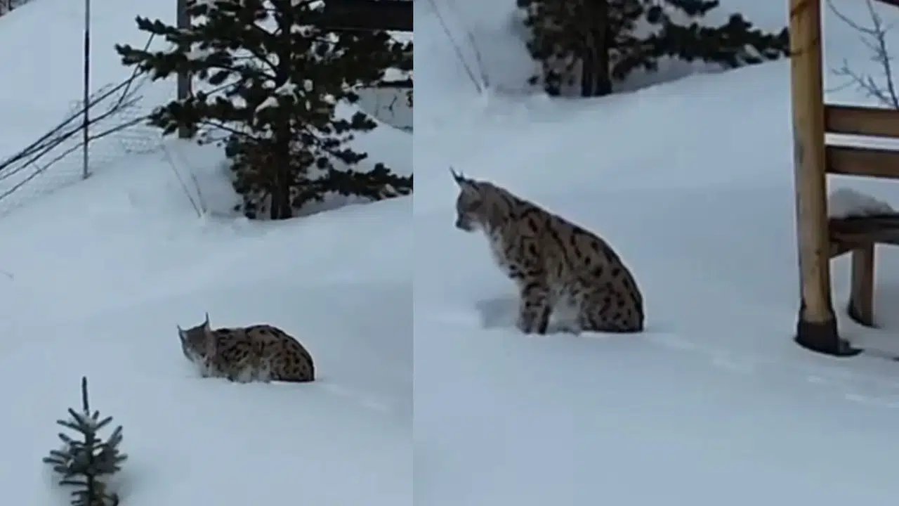 Gümüşhane’nin "Orman Hayaleti" Kar Üstünde Ortaya Çıktı