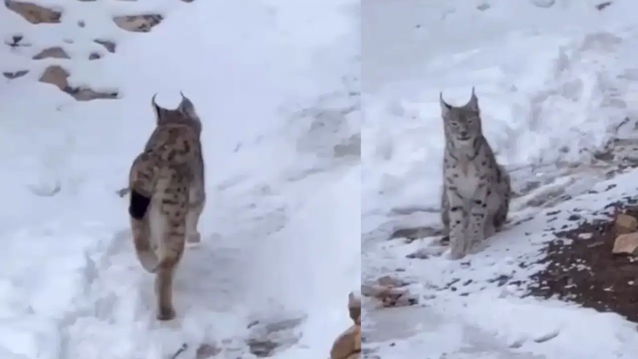 Şiran’da vaşak yerleşim alanında görüntülendi