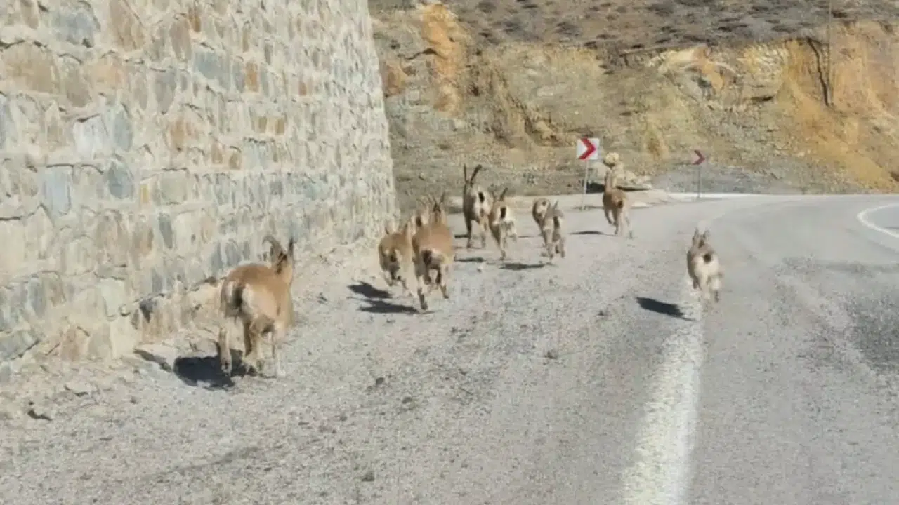 Bahçeli’de doğa şöleni: Yaban Keçileri yavrularıyla görüntülendi