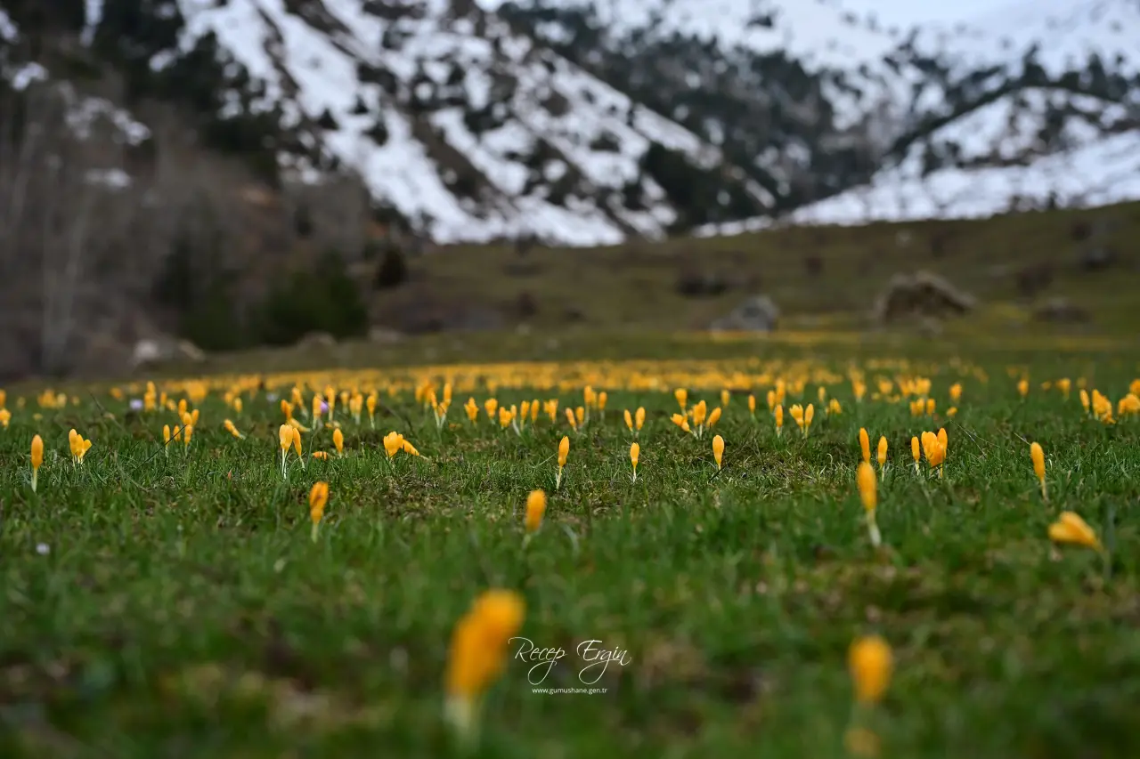 Bir yanda kar, bir yanda çiçek
