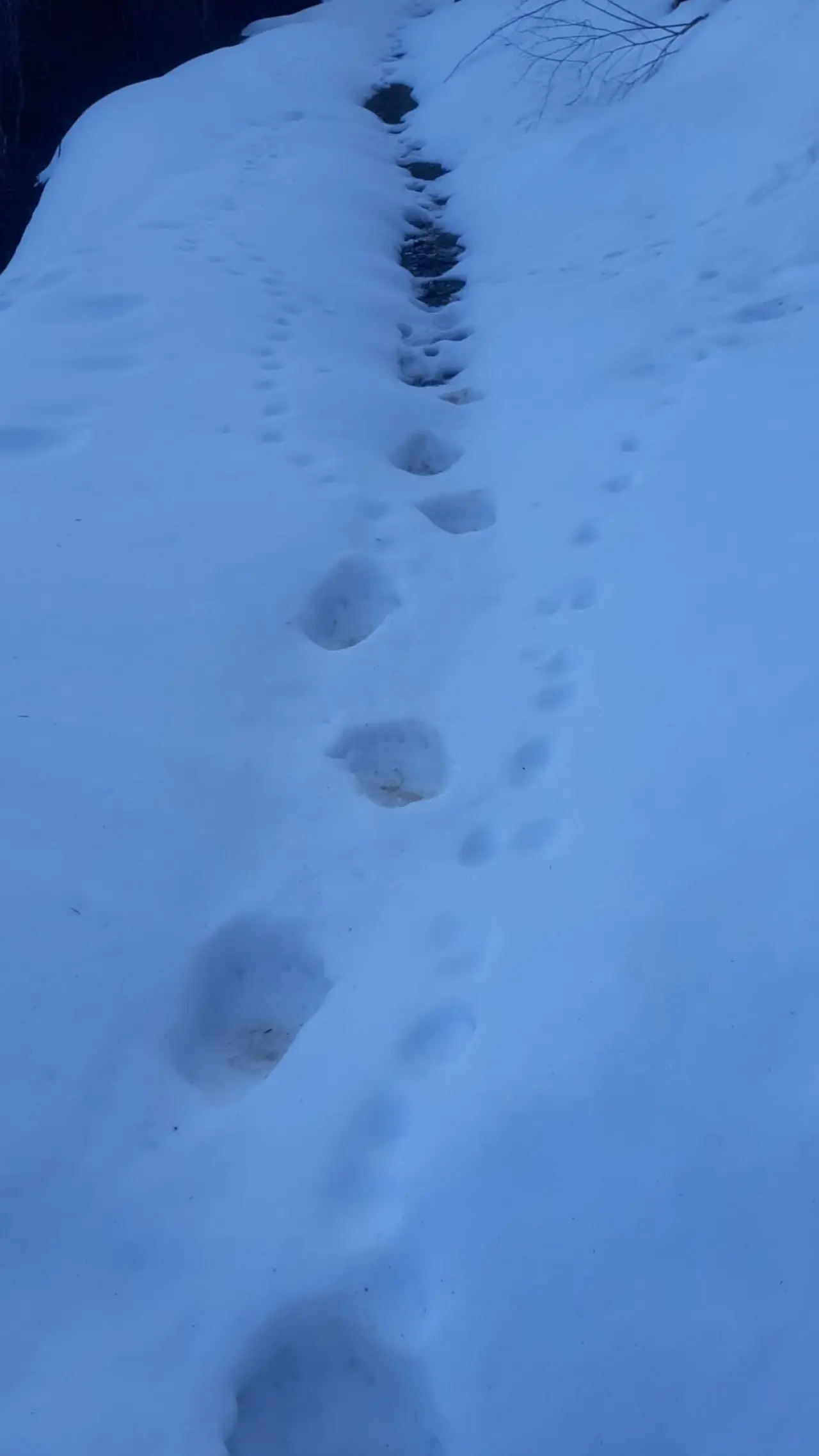 Kış Uykusundan Aç Uyandılar! Gümüşhane’de Yayla Evlerini Paramparça Ettiler