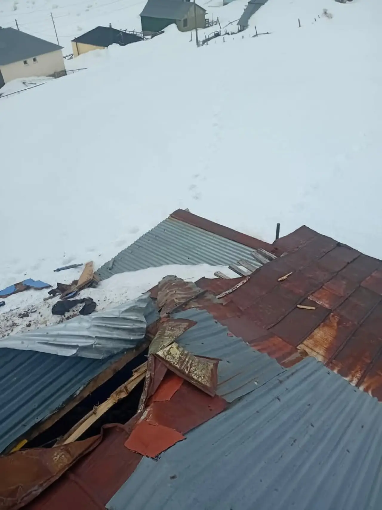 Gümüşhane yaylarında ayı dehşeti devam ediyor