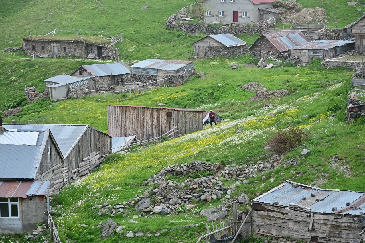 Gümüşhane’nin Çatısında Görsel Şölen: Yılanlı Yaylası Papatyalarla Kaplandı