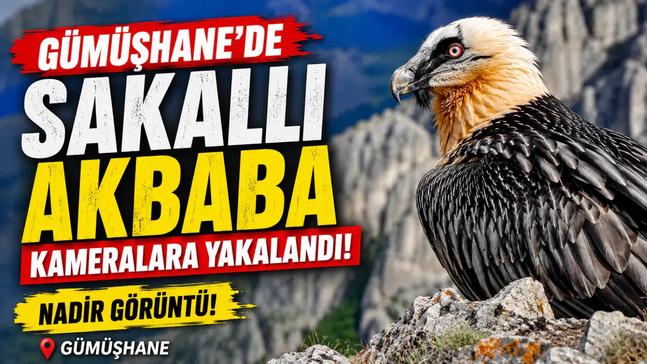Sadece kemikle beslenen Sakallı Akbaba Gümüşhane’de görüntülendi