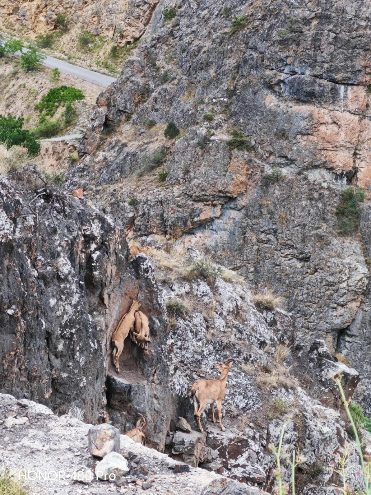 Gümüşhane Dağlarının Süsü Yaban Keçilerinin Sevimli Anları Kameralara Yansıdı