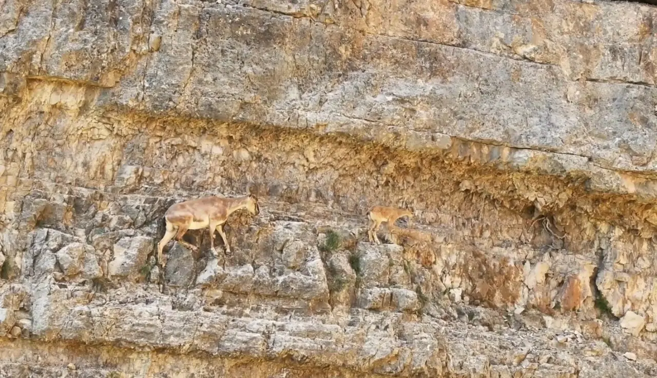 Gümüşhane’nin Sarp Kayalıklarında Yaşam Dersi: Minik Yavru Pes Etmedi!