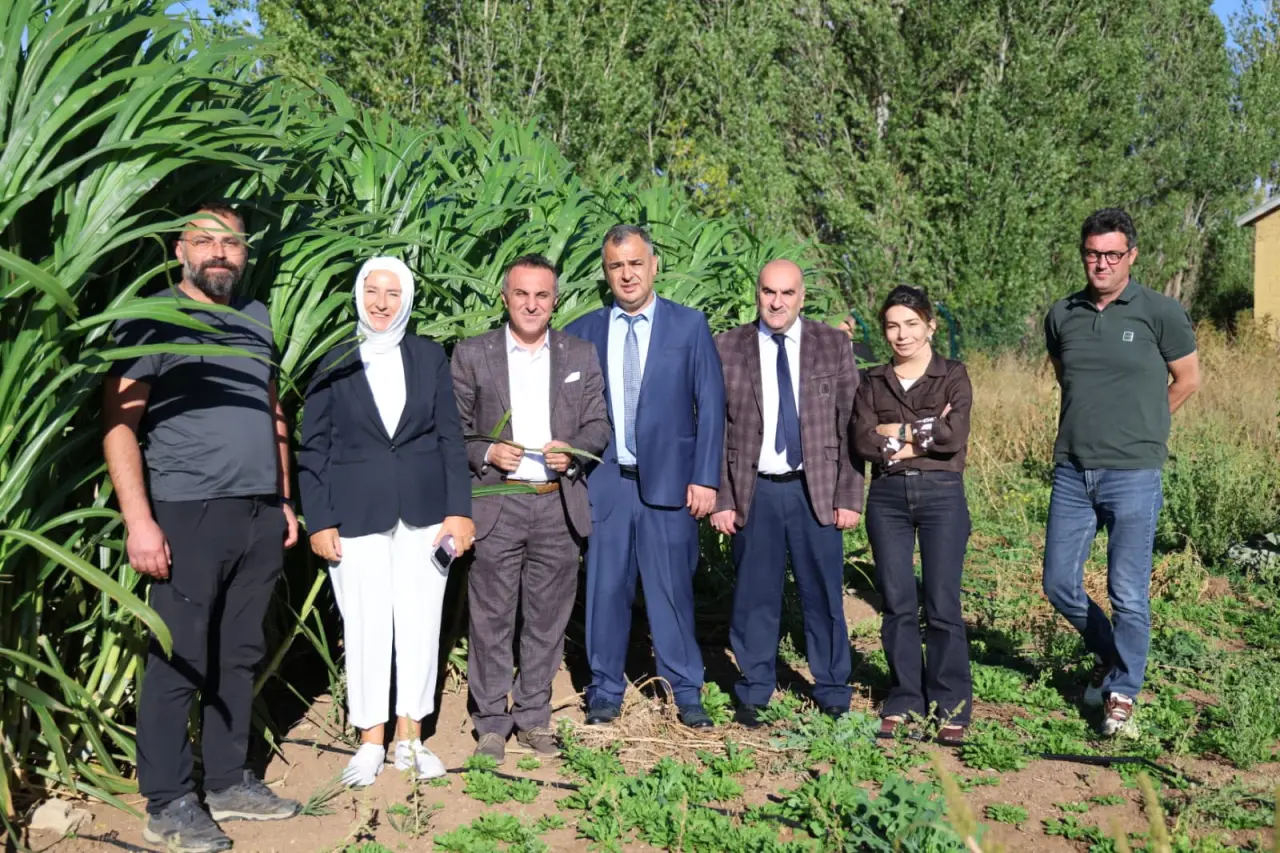 Gümüşhane Üniversitesi’nden Bölge Hayvancılığına Alternatif Kaba Yem Hazırlığı: Fil Otu