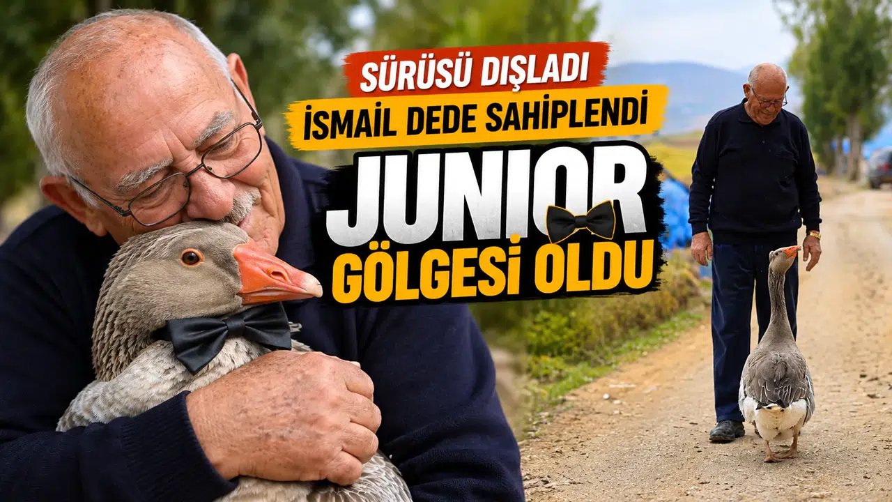 Gümüşhane’de dışlanan kaz Juniour İsmail Dede’nin gölgesi oldu
