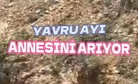Gümüşhane’de annesini kaybeden yavru ayı bağırarak annesini aradı #haberi, #haberleri, #Gümüşhane #haber