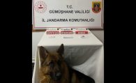 Trabzon’dan Gümüşhane’ye uyuşturucu getiren şahıs yakalandı #haberi, #haberleri, #Gümüşhane #haber