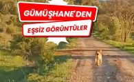 Vaşak ve dağ keçileri yola indi #haberi, #haberleri, #Gümüşhane #haber