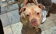 Yasaklı ırk köpek gezdiren şahsa 76 bin TL ceza #haberi, #haberleri, #Gümüşhane #haber